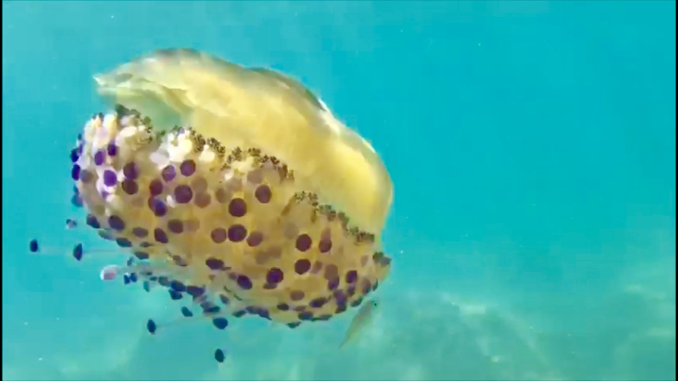 La Cassiopea mediterranea, una delle nostre meduse pi colorate